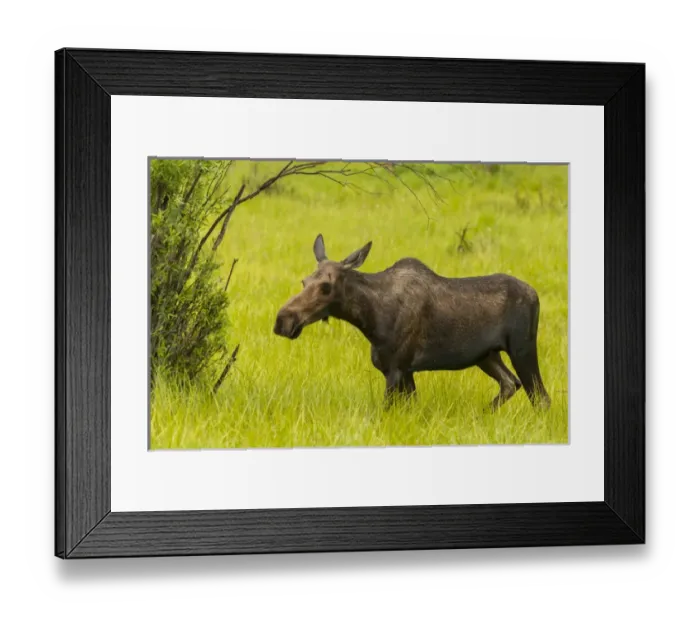 Framed Print : USA, Colorado, Rocky Mountain National Park, moose cow stands in grass. Credit as