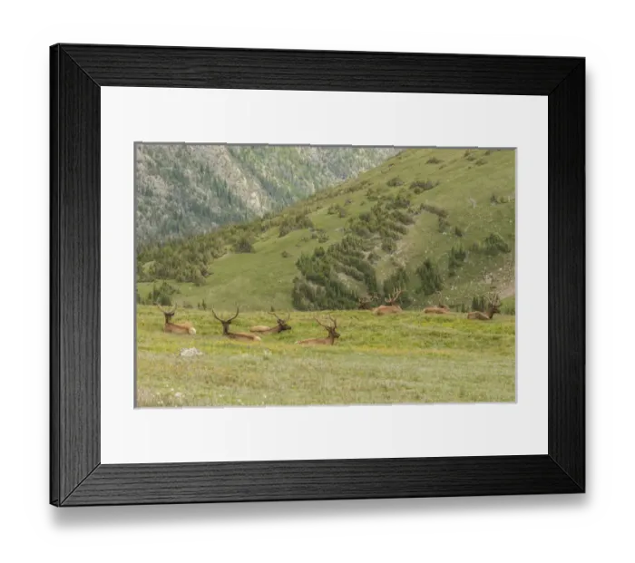 Framed Print : USA, Colorado, Rocky Mountain National Park. Bull elk in velvet resting. Credit as Framed Print : USA, Colorado, Rocky Mountain National Park. Bull elk in velvet resting. Credit as