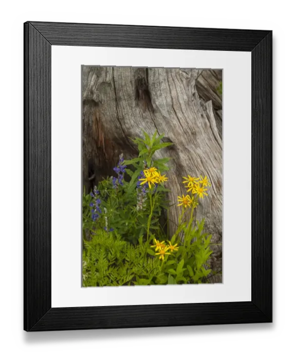 Framed Print : USA, Colorado, Gunnison National Forest. Lupine and golden ragwort next to dead tree Framed Print : USA, Colorado, Gunnison National Forest. Lupine and golden ragwort next to dead tree