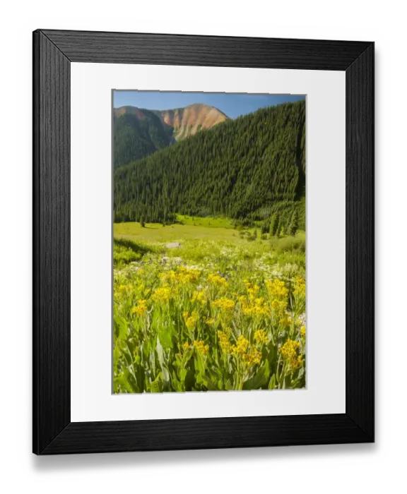 Framed Print : USA, Colorado, San Juan Mountains. Wildflowers and mountain landscape. Credit as