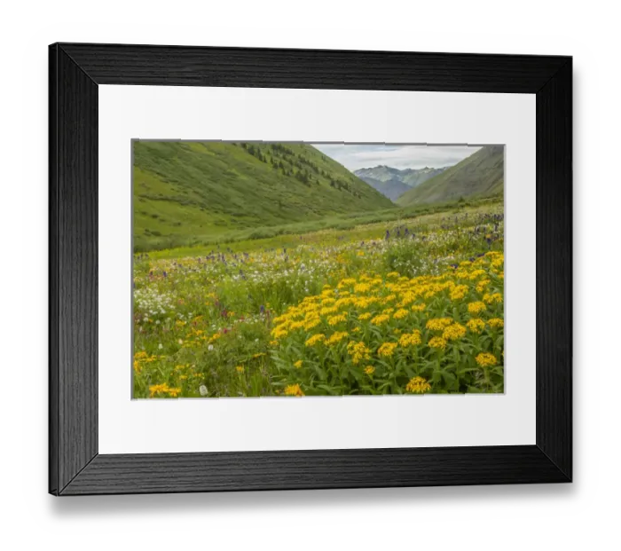 Framed Print : USA, Colorado, San Juan Mountains. Wildflowers in Maggies Gulch Framed Print : USA, Colorado, San Juan Mountains. Wildflowers in Maggies Gulch