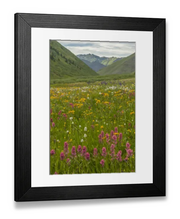 Framed Print : USA, Colorado, San Juan Mountains. Wildflowers in Maggies Gulch Framed Print : USA, Colorado, San Juan Mountains. Wildflowers in Maggies Gulch