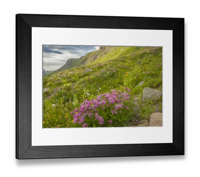 Framed Print : USA, Colorado, San Juan Mountains. Wildflowers in Maggies Gulch Framed Print : USA, Colorado, San Juan Mountains. Wildflowers in Maggies Gulch