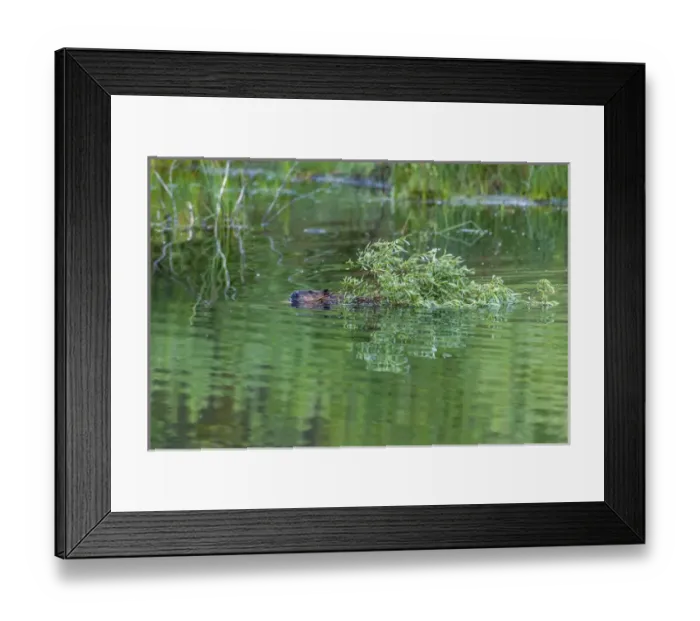 Framed Print : USA, Colorado, Gunnison National Forest. Wild beaver bringing willows back to lodge Framed Print : USA, Colorado, Gunnison National Forest. Wild beaver bringing willows back to lodge