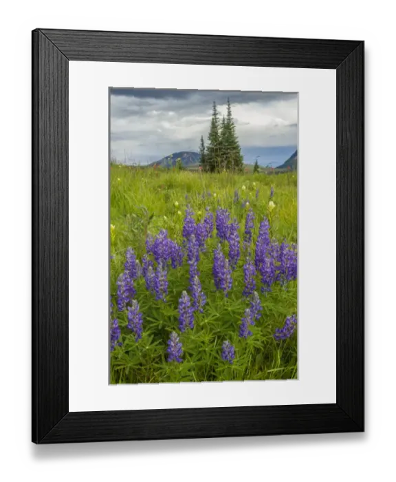 Framed Print : USA, Colorado, Gunnison National Forest. Lupine in mountain meadow