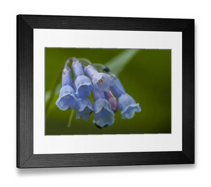 Framed Print : USA, Colorado, Clear Creek County. Detail of chiming bells flowers Framed Print : USA, Colorado, Clear Creek County. Detail of chiming bells flowers