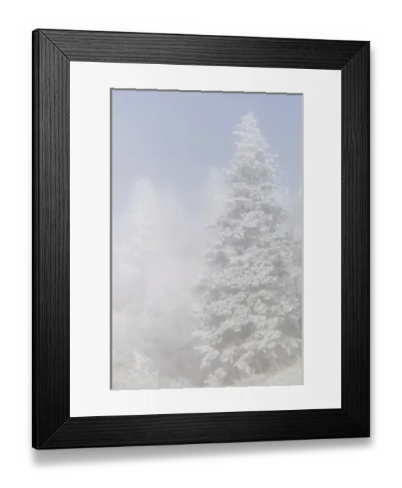 Framed Print : USA, Colorado, Pike National Forest. Trees with hoarfrost in fog