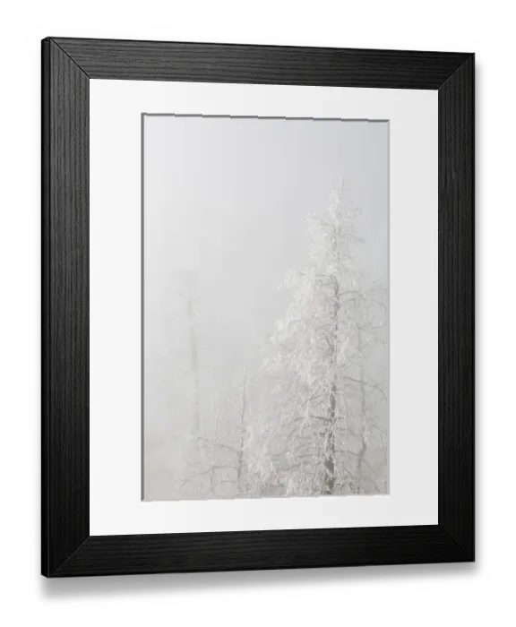 Framed Print : USA, Colorado, Pike National Forest. Trees with hoarfrost in fog Framed Print : USA, Colorado, Pike National Forest. Trees with hoarfrost in fog