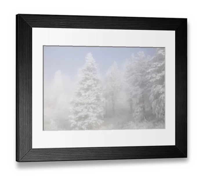 Framed Print : USA, Colorado, Pike National Forest. Trees with hoarfrost in fog Framed Print : USA, Colorado, Pike National Forest. Trees with hoarfrost in fog