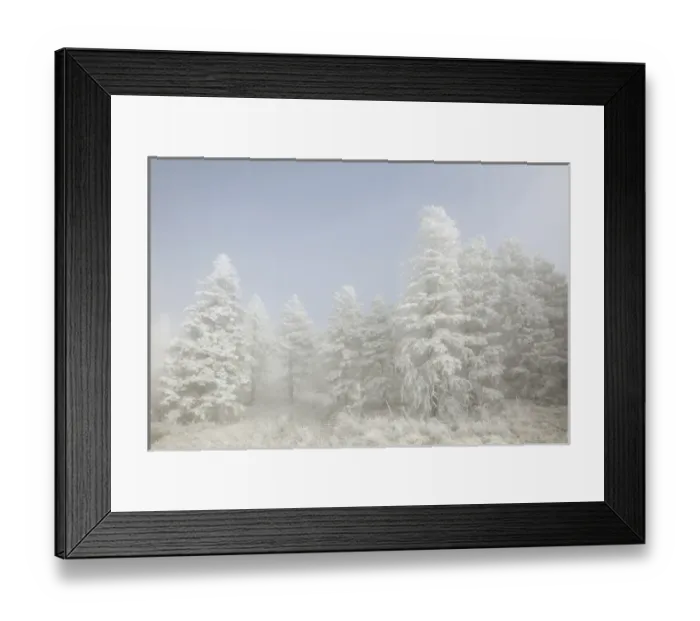 Framed Print : USA, Colorado, Pike National Forest. Trees with hoarfrost in fog Framed Print : USA, Colorado, Pike National Forest. Trees with hoarfrost in fog
