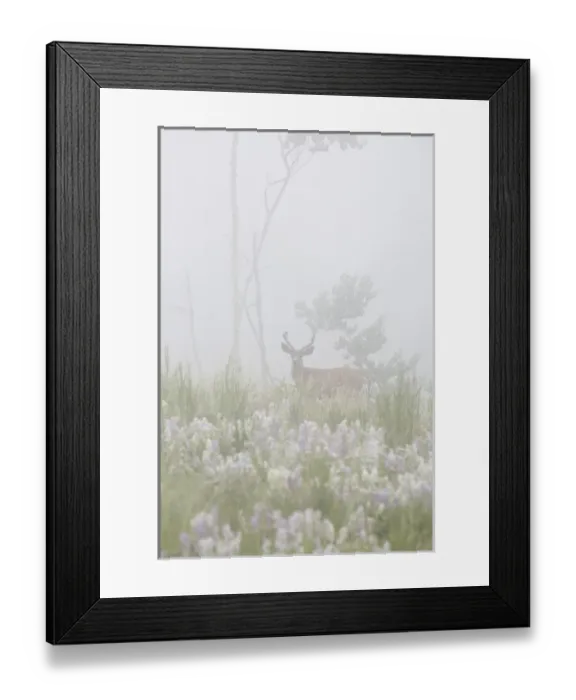Framed Print : USA, Colorado, Pike National Forest. A male mule deer in foggy meadow. Credit as