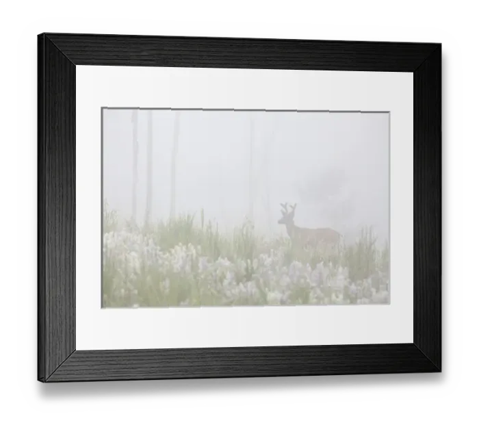 Framed Print : USA, Colorado, Pike National Forest. A male mule deer in foggy meadow. Credit as
