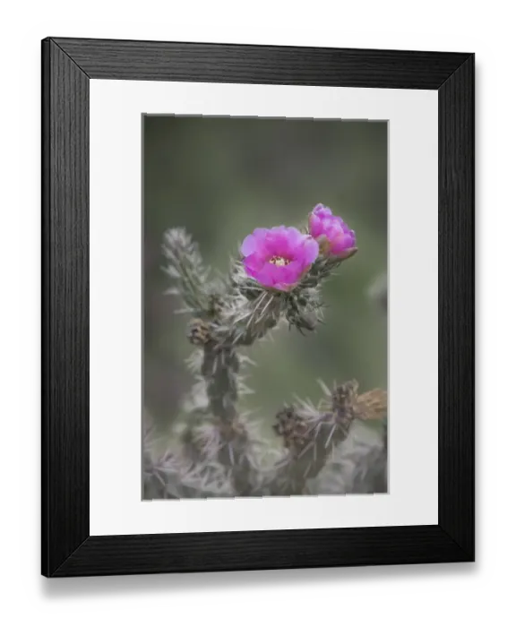 Framed Print : USA, Colorado. Tree cholla cactus in bloom. Credit as: Don Grall / Jaynes Gallery / DanitaDelimont Framed Print : USA, Colorado. Tree cholla cactus in bloom. Credit as: Don Grall / Jaynes Gallery / DanitaDelimont