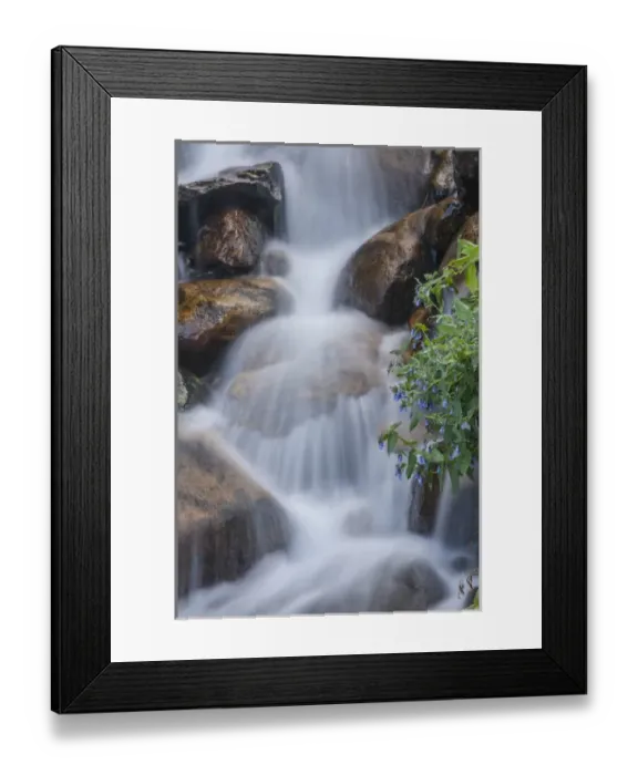 Framed Print : USA, Colorado, Clear Creek County. Close-up of cascade and chiming bells flowers Framed Print : USA, Colorado, Clear Creek County. Close-up of cascade and chiming bells flowers