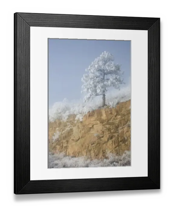 Framed Print : USA, Colorado, Pike National Forest. Hoarfrost coats trees and grass Framed Print : USA, Colorado, Pike National Forest. Hoarfrost coats trees and grass