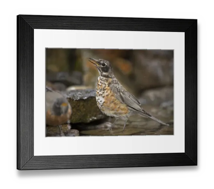 Framed Print : USA, Colorado, Woodland Park. American robin bathing Framed Print : USA, Colorado, Woodland Park. American robin bathing