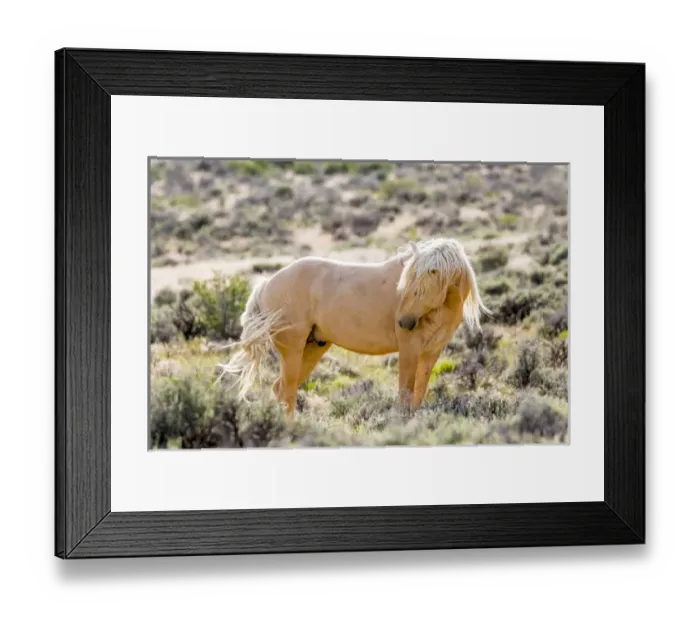 Framed Print : USA, Colorado, Sand Wash Basin. Close-up of wild horse