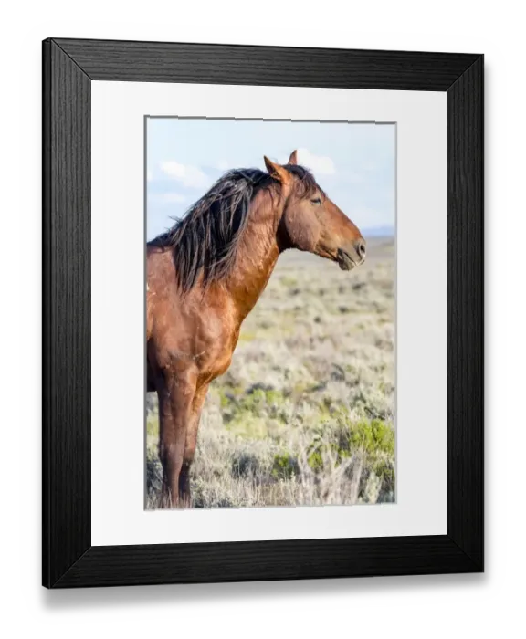 Framed Print : USA, Colorado, Sand Wash Basin. Profile of wild stallion Framed Print : USA, Colorado, Sand Wash Basin. Profile of wild stallion