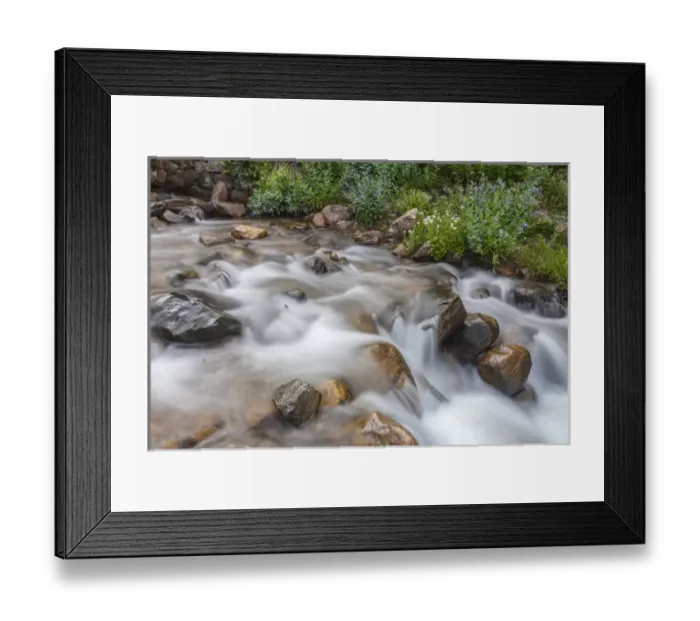 Framed Print : USA, Colorado, Clear Creek County. Close-up of cascade and chiming bells flowers Framed Print : USA, Colorado, Clear Creek County. Close-up of cascade and chiming bells flowers