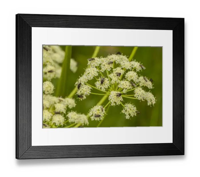 Framed Print : USA, Colorado, Gunnison National Forest. Cow parsnip and pollinating flies. Credit as