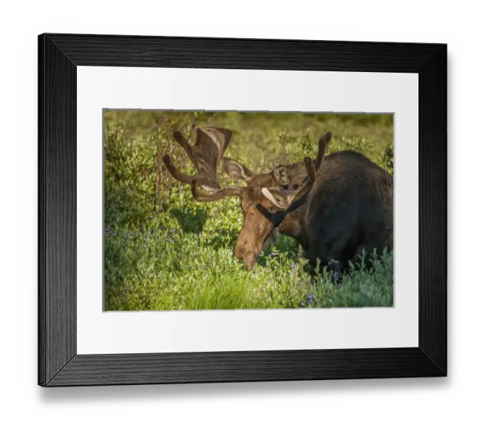 Framed Print : USA, Colorado, Brainard Lake Recreation Area. Bull moose with velvet antlers. Credit as Framed Print : USA, Colorado, Brainard Lake Recreation Area. Bull moose with velvet antlers. Credit as
