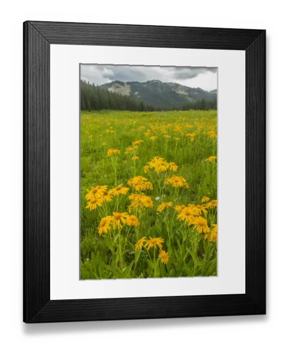 Framed Print : USA, Colorado, Gunnison National Forest. Sneezeweed blossoms in mountain meadow. Credit as Framed Print : USA, Colorado, Gunnison National Forest. Sneezeweed blossoms in mountain meadow. Credit as