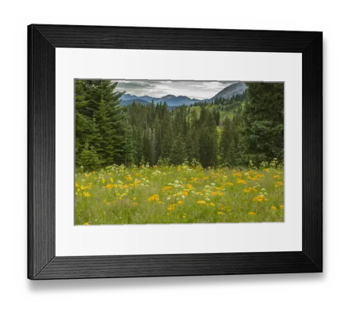 Framed Print : USA, Colorado, Gunnison National Forest. Mountain meadow landscape