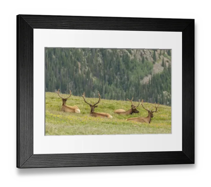 Framed Print : USA, Colorado, Rocky Mountain National Park. Bull elk in velvet resting. Credit as Framed Print : USA, Colorado, Rocky Mountain National Park. Bull elk in velvet resting. Credit as