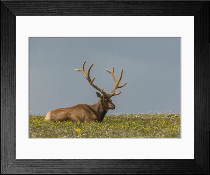 Framed Print : USA, Colorado, Rocky Mountain National Park. Bull elk in velvet resting. Credit as Framed Print : USA, Colorado, Rocky Mountain National Park. Bull elk in velvet resting. Credit as