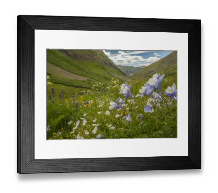 Framed Print : USA, Colorado, San Juan Mountains. Wildflowers in Maggies Gulch Framed Print : USA, Colorado, San Juan Mountains. Wildflowers in Maggies Gulch