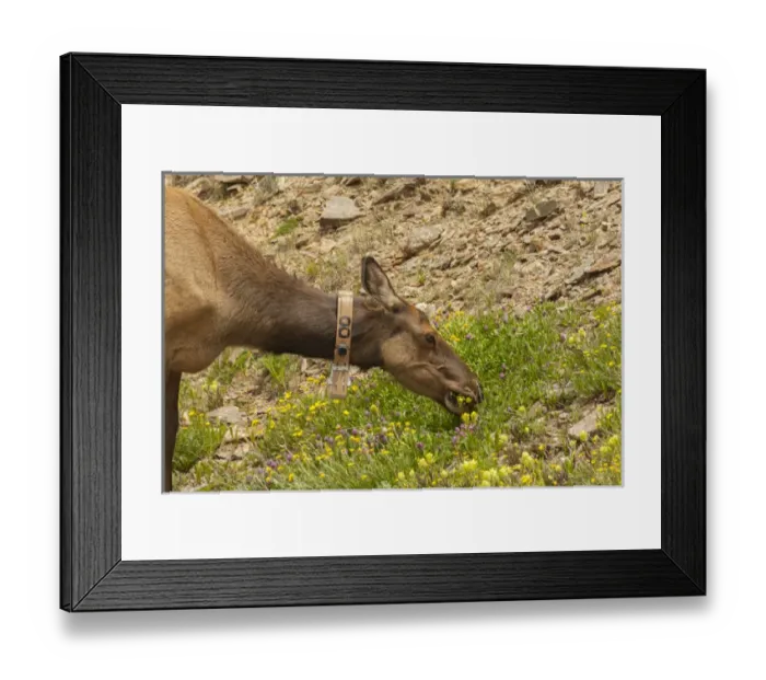 Framed Print : USA, Colorado, Rocky Mountain National Park. Elk cow with collar eating flowers. Credit as Framed Print : USA, Colorado, Rocky Mountain National Park. Elk cow with collar eating flowers. Credit as