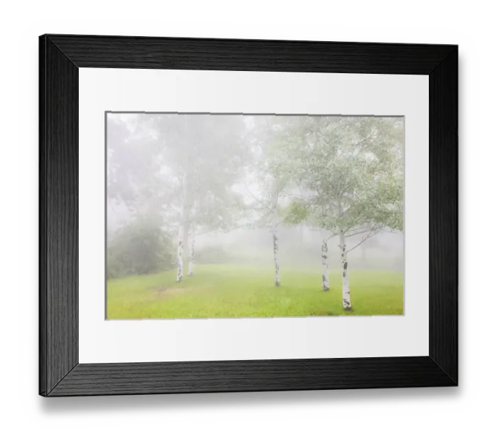 Framed Print : USA, Colorado, Pike National Forest. Fog envelopes aspen grove Framed Print : USA, Colorado, Pike National Forest. Fog envelopes aspen grove