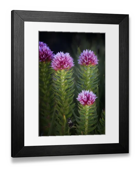 Framed Print : USA, Colorado, Mt. Evans. Close-up of queens crown flowers