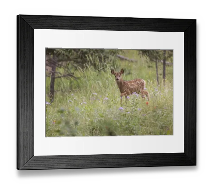 Framed Print : USA, Colorado, Woodland Park. Mule deer fawn in meadow