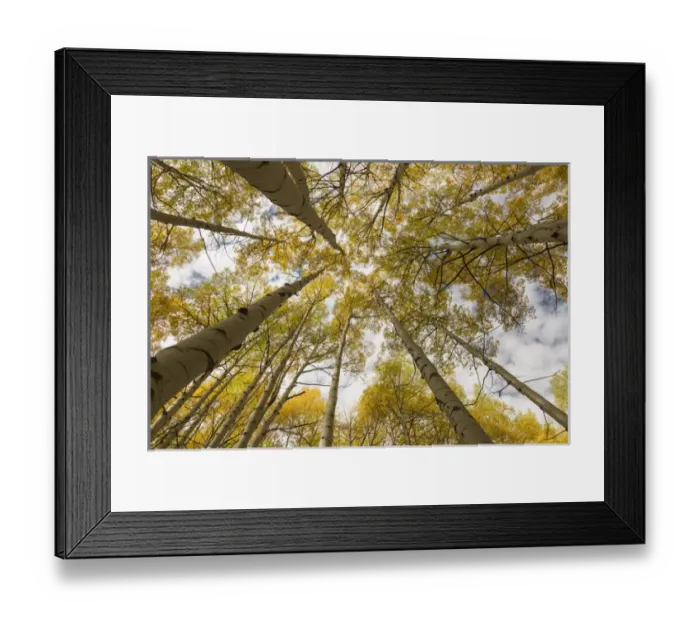 Framed Print : USA, Colorado, Gunnison National Forest. Aspen trees in autumn Framed Print : USA, Colorado, Gunnison National Forest. Aspen trees in autumn