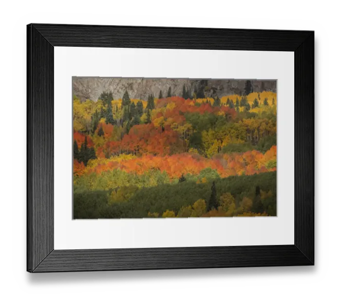 Framed Print : USA, Colorado, Gunnison National Forest. Fall display of aspen trees Framed Print : USA, Colorado, Gunnison National Forest. Fall display of aspen trees