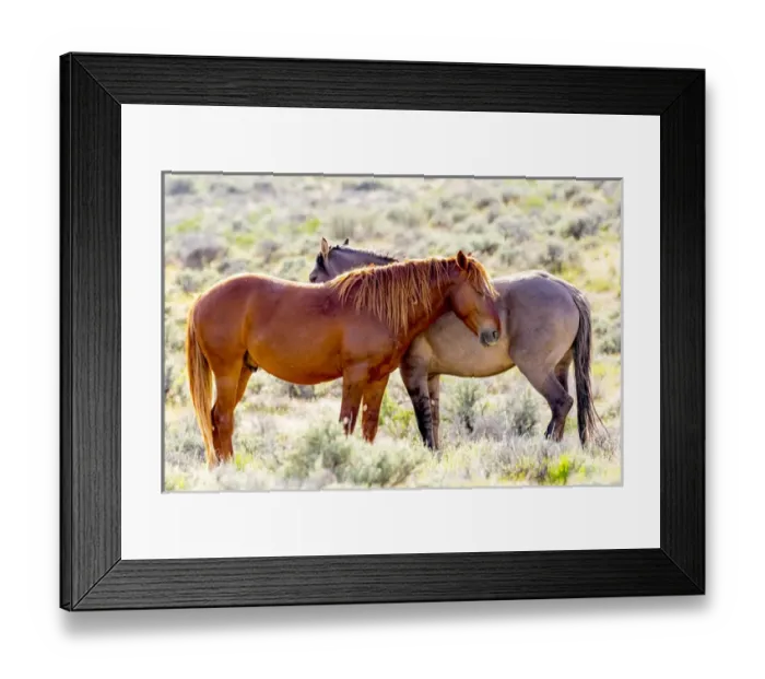 Framed Print : USA, Colorado, Sand Wash Basin. Close-up of wild horses Framed Print : USA, Colorado, Sand Wash Basin. Close-up of wild horses
