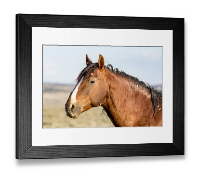 Framed Print : USA, Colorado, Sand Wash Basin. Profile of wild stallion Framed Print : USA, Colorado, Sand Wash Basin. Profile of wild stallion