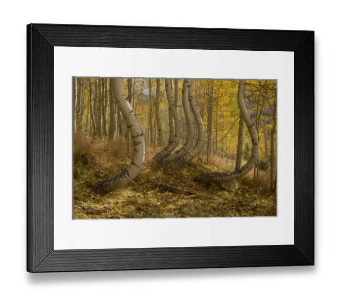 Framed Print : USA, Colorado, Uncompahgre National Forest. Symmetrically deformed aspen trunks. Credit as