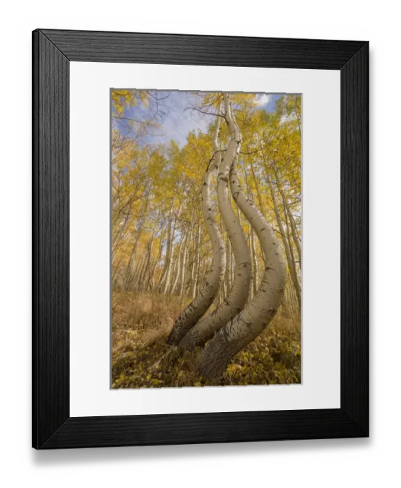 Framed Print : USA, Colorado, Uncompahgre National Forest. Symmetrically deformed aspen trunks. Credit as Framed Print : USA, Colorado, Uncompahgre National Forest. Symmetrically deformed aspen trunks. Credit as