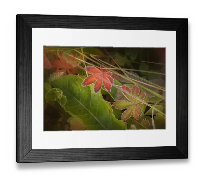 Framed Print : USA, Colorado, Little Molas Lake. Frosty edges of fall-colored leaves. Credit as