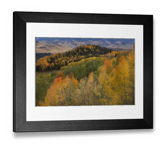 Framed Print : USA, Colorado, Uncompahgre National Forest