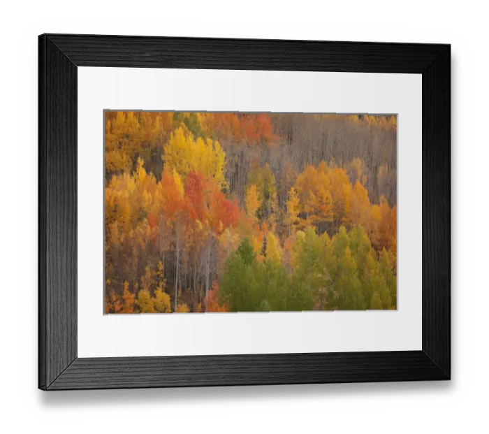 Framed Print : USA, Colorado, Red Mountain Pass. Autum-colored forest