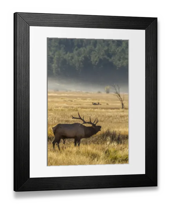 Framed Print : USA, Colorado, Rocky Mountain National Park
