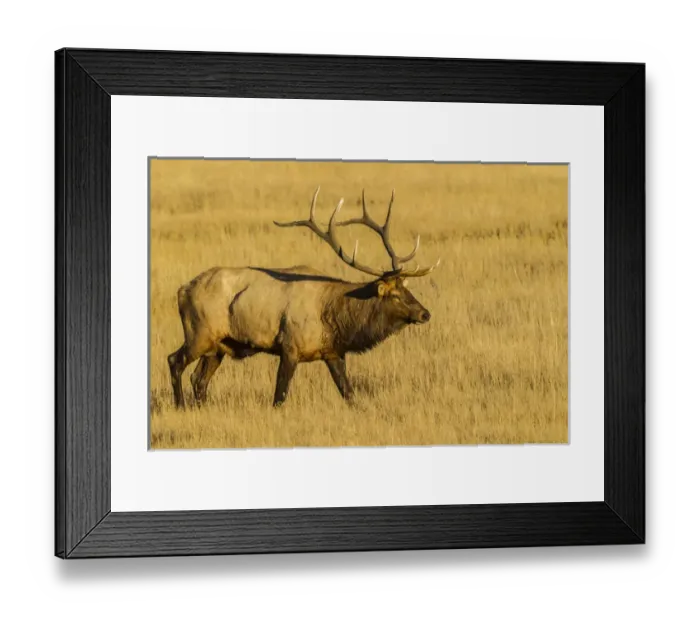 Framed Print : USA, Colorado, Rocky Mountain National Park. Close-up of male elk in field. Credit as