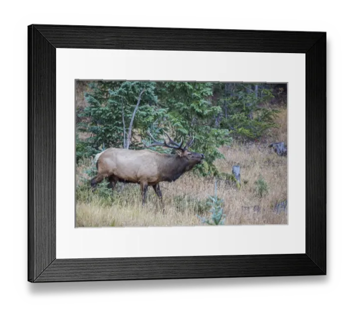 Framed Print : USA, Colorado, Rocky Mountain National Park