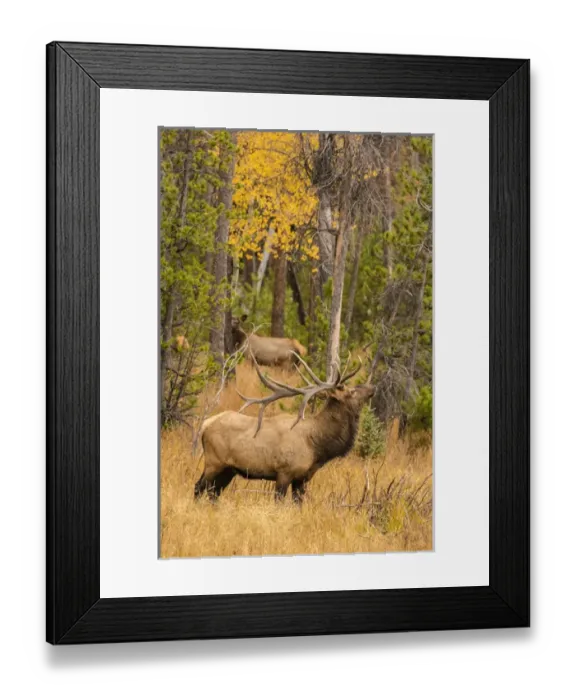 Framed Print : USA, Colorado, Rocky Mountain National Park. Male elk beginning to bugle. Credit as