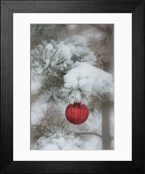 Framed Print : USA, Colorado. Fresh snowfall on tree and Christmas ornaments Framed Print : USA, Colorado. Fresh snowfall on tree and Christmas ornaments