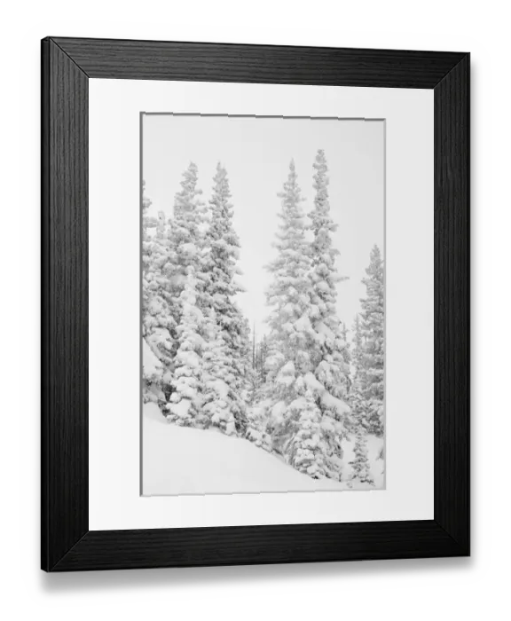 Framed Print : USA, Colorado, San Isabel National Forest. Heavy snowfall dresses forest trees. Credit as Framed Print : USA, Colorado, San Isabel National Forest. Heavy snowfall dresses forest trees. Credit as