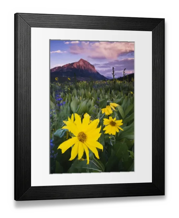 Framed Print : USA, Colorado, Mt. Crested Butte. Meadow wildflowers at sunset Framed Print : USA, Colorado, Mt. Crested Butte. Meadow wildflowers at sunset